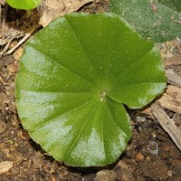 Nervilia simplex (Thouars) Schltr.